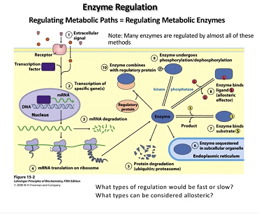 <ul><li><p>post-translational modification </p><ul><li><p><strong>phosphorylation </strong>- glucogenesis, kinase activity (opposite is phosphotase activity)</p></li><li><p>ubiquination - get rid of protein after doing its job</p></li><li><p>ex. acetylation, adenylation, </p></li></ul></li></ul><p>****pathways</p>