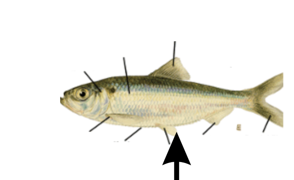 <p>What is this part on the fish?</p>