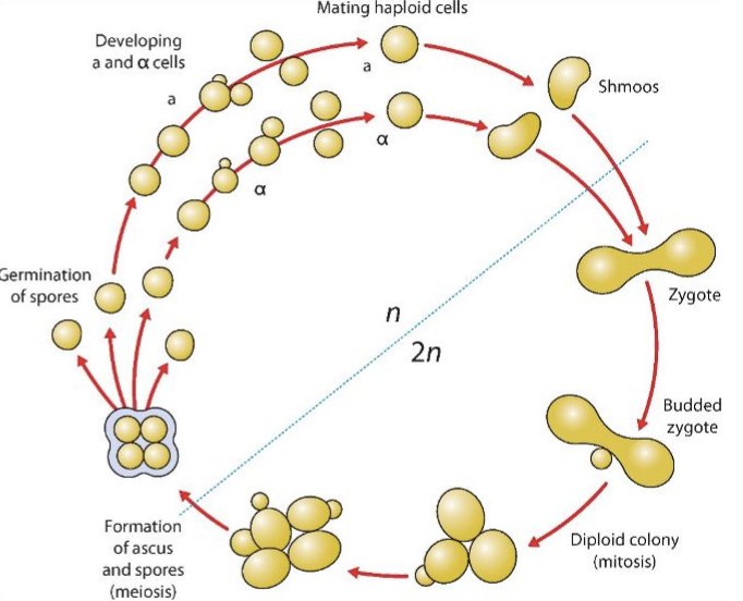 <p>Simplified Yeast Cell Cycle</p>