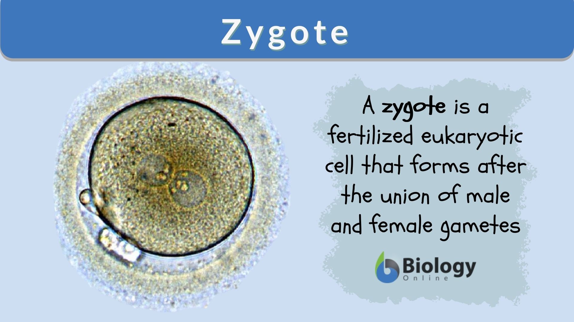 <p>A fertilized egg cell (sperm + egg) with a diploid (2n) number of chromosomes.</p>