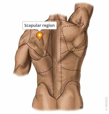 <p>Shoulder blade, connects humerus to clavicle.</p>