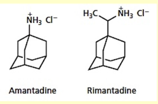 <p>Adamantanes are a class of antiviral drugs that act as ion channel disruptors against influenza A viruses</p><ul><li><p>MOA for low dose: blocks an ion channel protein (M2 protein) on the virus → prevents exchange of electrolytes between virus </p></li><li><p>MOA for high dose: lowers the pH of the endosome to delay uncoating (virus removes its protective coat (capsid) and release genetic material into host cell)</p></li></ul><p></p>