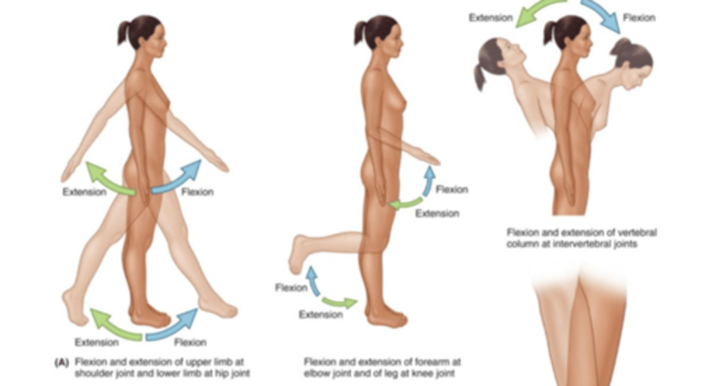 <p>Bending a joint at the shoulder, hip, elbow, knee or vertebral column forward.</p>