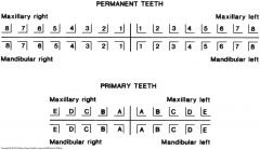 <p>a symbol is used to specify the arch and the eight teeth in each quadrant of the permanent dentition are numbered from the central incisor back to the third molar </p><p>(used in orthodontics)</p>