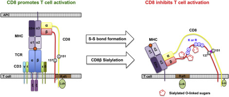 <p>C. Alpha 3</p>