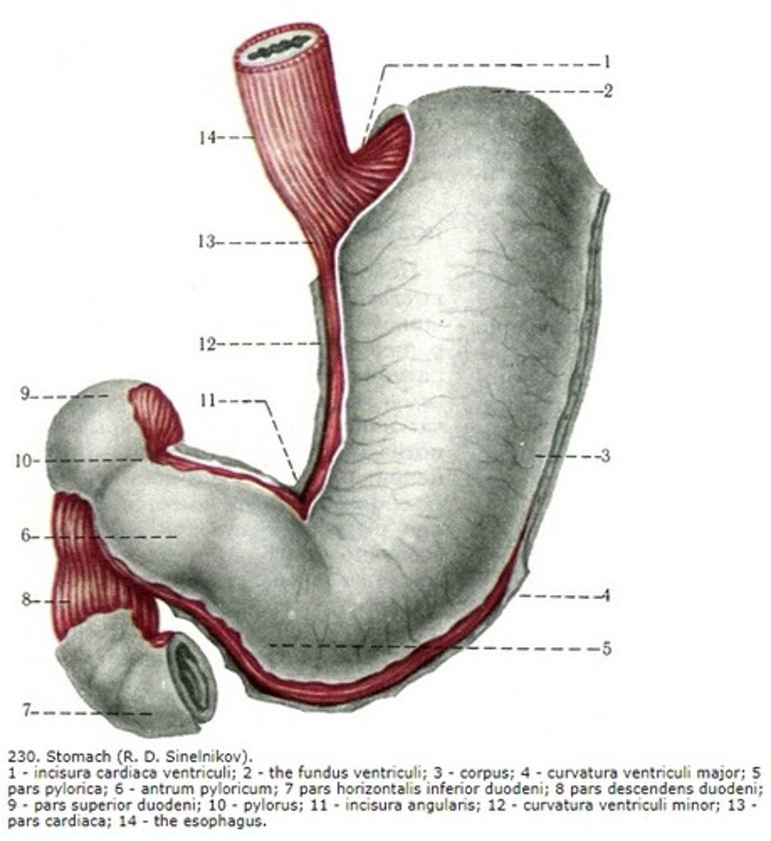 <p>желудок</p>