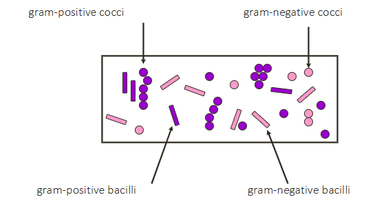 <p>- gram positive cocci/bacilli are purple, gram negative cocci /bacilli are pink</p>