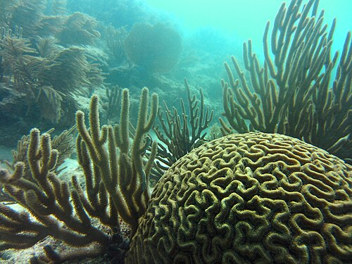 <p>Symmetrical Brain Coral</p>