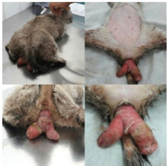<p>Whats happening in this cat?</p>