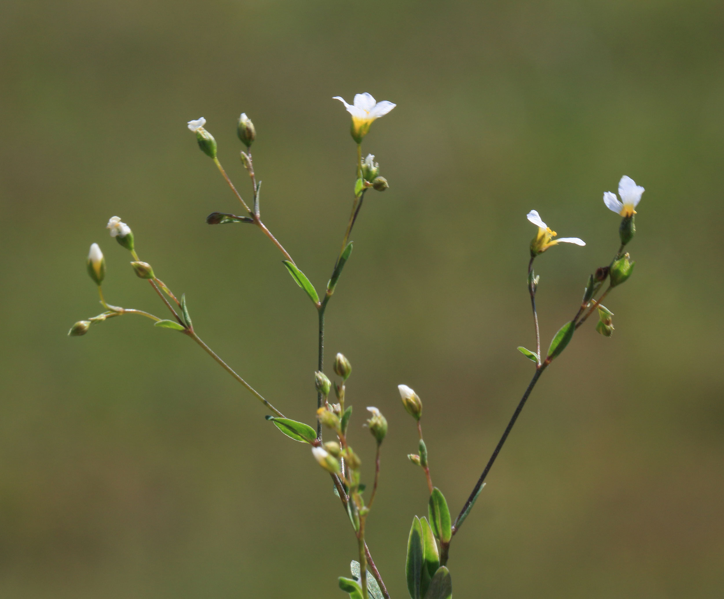 <p>Vildlin Linum cathárticum</p>