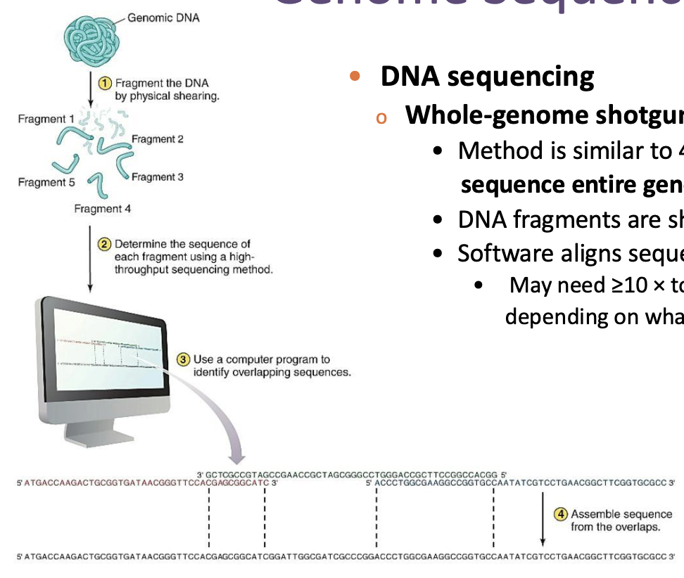 <ul><li><p>Method is similar to 454 sequencing but attempts to <strong><em>sequence entire genome in one setup.</em></strong></p></li><li><p>DNA fragments are sheared and sequenced.</p></li><li><p>Software aligns sequences.</p><ul><li><p>May need ≥10 × total genome length to do so depending on what you are trying to analyze</p></li></ul></li></ul><p></p>