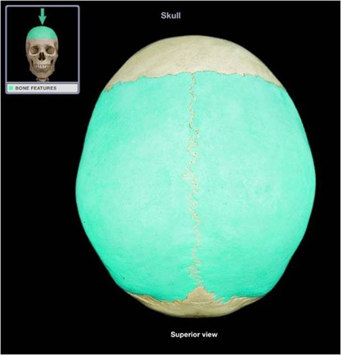 <p>Roof and sides of skull</p>