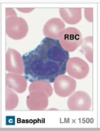 <p>Granular leukocytes that intensify immune response → allergic reactions and inflammation</p><ul><li><p>Large granules that stain dark blue → can make it hard to see nucleus</p></li><li><p>Nuclei have 2 lobes</p></li><li><p>Release histamine and heparin</p></li></ul><p></p>