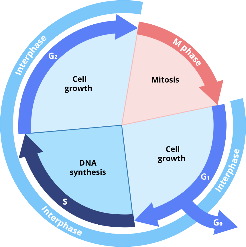 <p>grows</p><p>Transcription</p><p>translation</p><p>growing</p><p>G<sub>0</sub></p><p>G<sub>0</sub></p><p>nerve</p><p>G<sub>0</sub></p><p>G<sub>1</sub></p><p>replicate</p><p>synthesis</p><p>mitosis</p><p>condense</p><p>division</p><p>G<sub>1</sub></p><p><sub>S, G2, G1</sub></p>