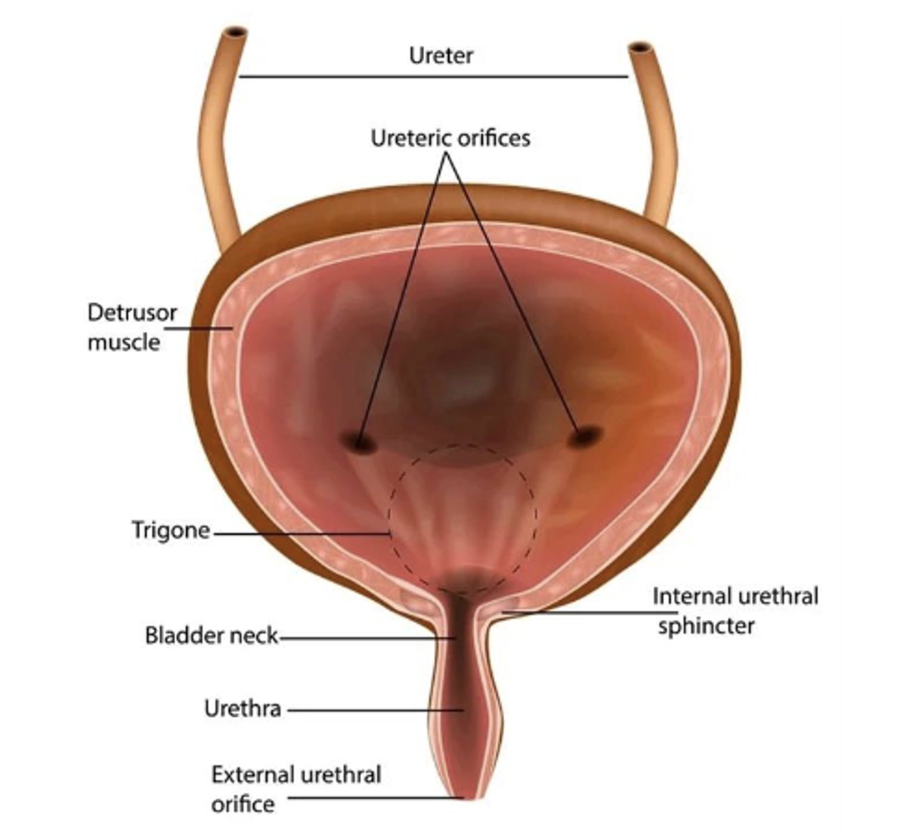<p>• reservoir for urine to be expelled from the body</p><p>• surrounded by elastic interstitial tissue</p>