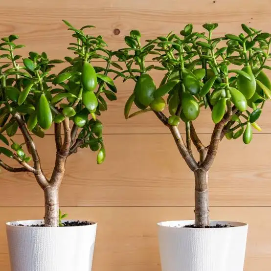 <p>Jade Plant</p>