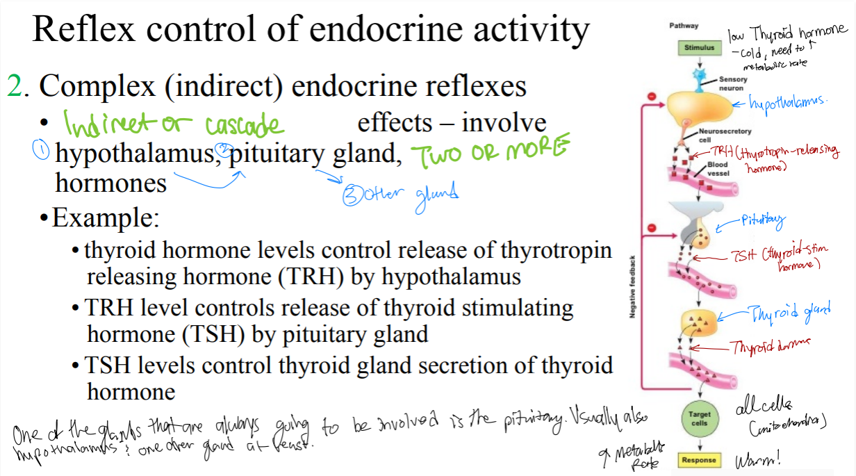 <p>Simple (direct) endocrine reflexes: Direct effect on gland secreting the hormone (ONE GLAND, ONE HORMONE)</p><p>Complex (indirect) endocrine reflexes: Indirect or cascade effects — involve hypothalamus, pituitary gland. TWO OR MORE HORMONES.</p>