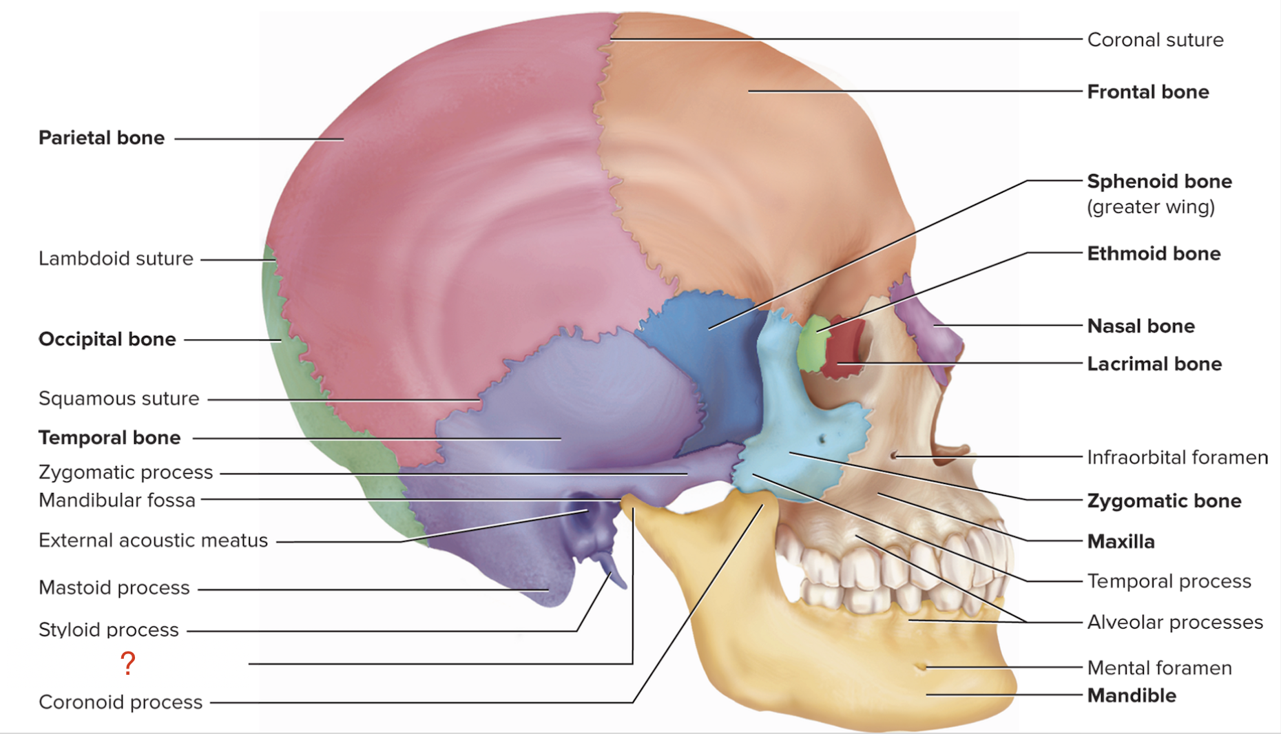 <p>What is the name of this bony marking of the mandible?</p>