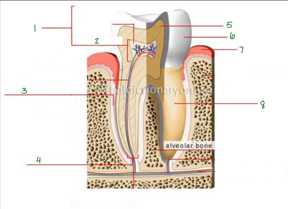 <p>What is 3 pointing to?</p>
