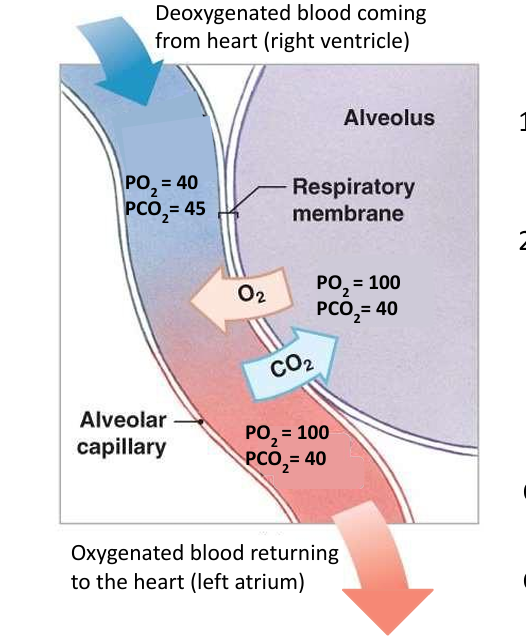 gas exchange between alveoli and blood, occurs after inspiration fills alveoli with gas, deoxygenated blood arrives at alveolar capillaries
