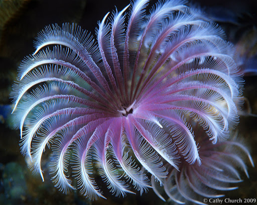 <p><span>The organism pictured belongs to which PHYLUM?</span></p>