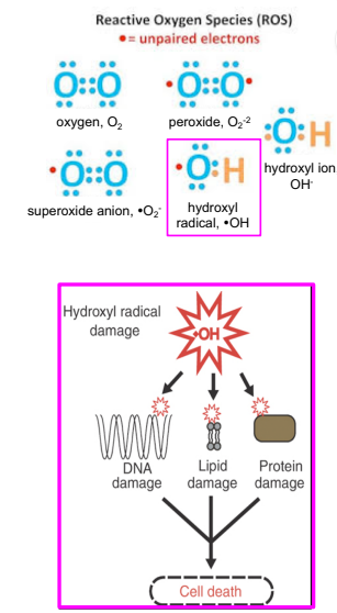 <ul><li><p>most prevalent soure of DNA damage </p></li><li><p>reactive oxygen speices: hydrogen peroxide, hydroxyl radicals, &amp; superoxide radicals </p><ul><li><p>arise during irradiation(exposing an object, food, or person to energy waves or particles), or as a byproduct of aerobic metabolism </p></li></ul></li><li><p>can cause<strong> oxidization of deoxyribose and bases and strand breaks</strong></p></li></ul><p></p>