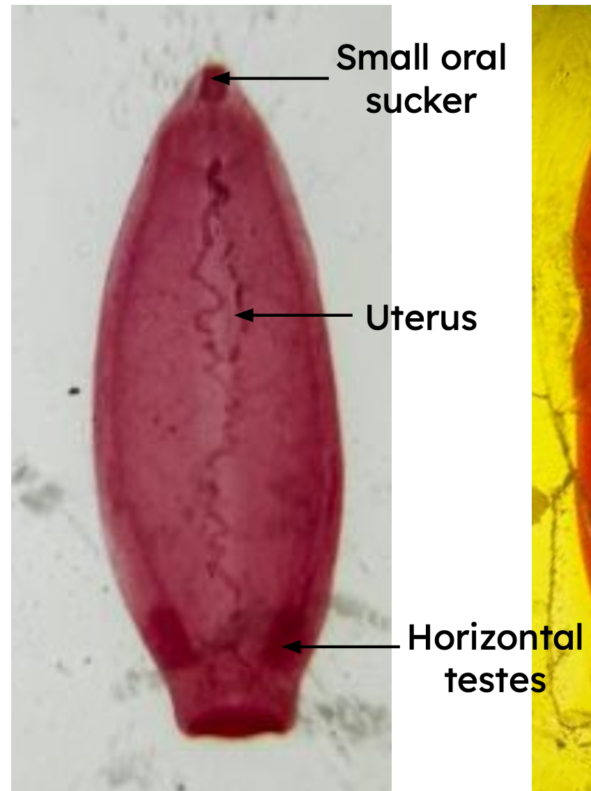 <p>Identification: </p><p>Common name:</p><p>Organ loc: </p><p>Intermediate Host:</p><p>Definitive Host:</p><p>Family:</p>