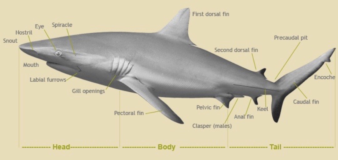 <p>Snout, nostril, eye, spiracle, labial furrows, gill openings, pectoral fin, 1st and 2nd dorsal fins, pelvic fin, clasper (males), anal fin, keel, precaudal pit, encoche, caudal fin</p>