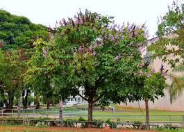 <p>Striking tropical flowering tree native to the Philippines and Southeast Asia; conservation status: not endangered. Most easily identified by its large, crinkled purple to lilac flowers that form showy panicles and its smooth, exfoliating bark that reveals a mottled, decorative trunk, making it highly ornamental even when not in bloom.</p><p>A medium to large deciduous tree typically growing 10–25 meters tall, occasionally up to 30 meters, with a broad rounded crown about 8–20 meters wide. Trunk usually reaches 0.5–1.5 meters in diameter with smooth gray bark that peels in patches, revealing pale pinkish or cream layers underneath. It develops a strong taproot with spreading lateral roots. Branching begins above human height, forming an open, spreading canopy. Leaves are simple, opposite, oblong to elliptic (10–25 cm long), with smooth margins, prominent pinnate venation, and a leathery texture that turns yellow to reddish before shedding. Flowers are large (5–7 cm), frilly, purple to lavender or pink, borne in terminal panicles during the dry season. Fruits are woody capsules containing winged seeds that are dispersed by wind.</p><p>Widely used as a flowering ornamental, shade tree, and roadside planting species; also known for medicinal use where leaves are traditionally used to help regulate blood sugar levels. No significant toxicity reported. In landscape applications, it is best suited for parks, streetscapes, campuses, and open gardens where its floral display and bark texture can be highlighted; it should be given enough spacing to allow crown expansion and seasonal leaf drop, making it an excellent specimen and avenue tree.</p>
