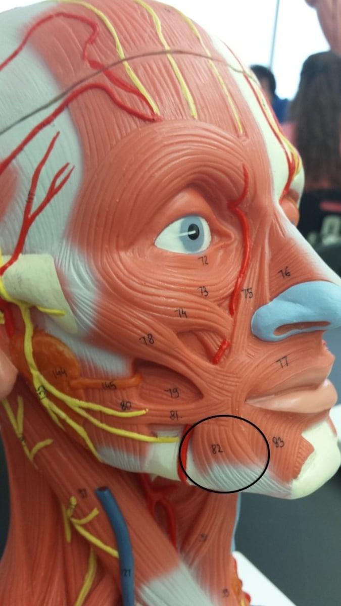 <p>action: draws corner of mouth downward &amp; lateral</p><p>*innervated by CN VII (Facial n.)</p>
