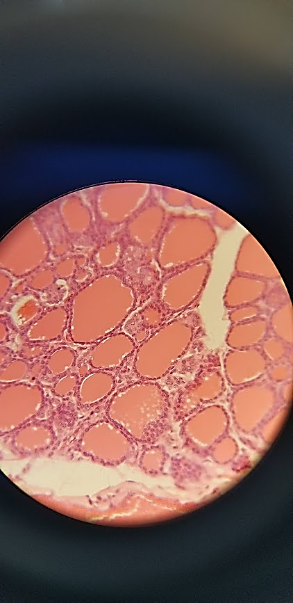 <p>what is this a sample of?</p>