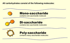 <p>glucose, fructose</p>