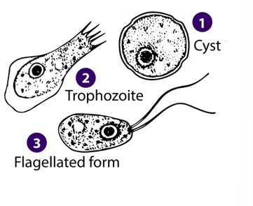 <ul><li><p>in challenging conditions (eg. below 10 degress or scarce food) → cysts </p></li><li><p>trophozoite stage → actively feeds and replicates, develops food cups or suckers </p></li><li><p>flagellated form → change in ionic concentration causes change back to trophozoit stage </p></li></ul><p></p>