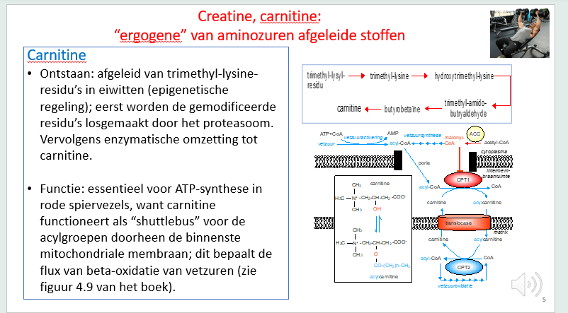 <p><span>Het is de carrier van de niet goed water-oplosbare vetzuurstaarten (acyls) die in het bloed getransporteerd worden, maar die ook over de mitochondriale membraan moeten getransporteerd worden.</span></p><p style="text-align: left;"><span>Carnitine heeft hier een belangrijke shuttle functie.</span></p><p style="text-align: left;"><span>(zie rechts onderaan. Het kwam ook al aan bod in de les over bèta oxidatie van vetzuurverbranding).</span></p>