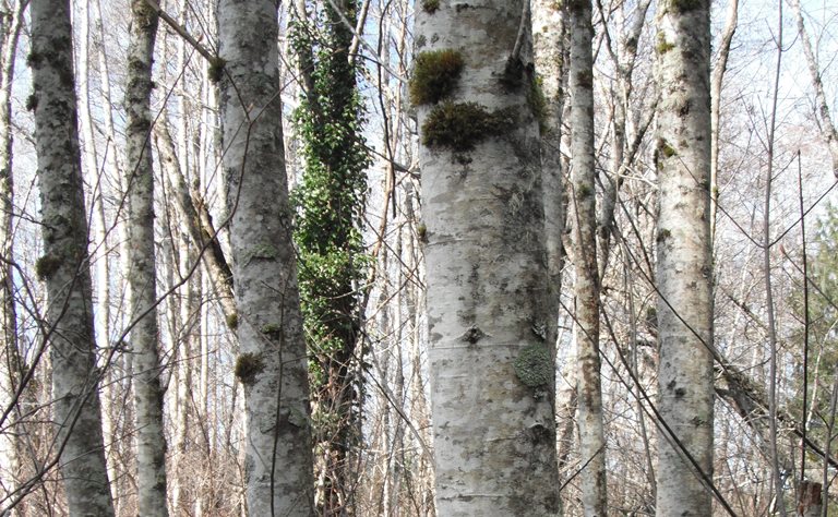 <p>thin, smooth, ashy-gray bark </p>