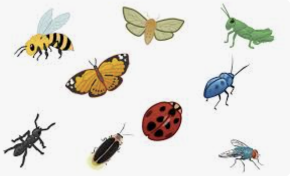 <p><span>a type of very small animal with six legs, a body divided into three parts and usually two pairs of wings, or, more generally, any similar very small animal.</span></p>