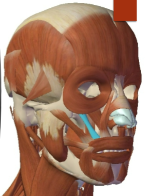 <p>Zygomatic Minor: Origin </p>
