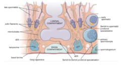 <p>What protein do Sertoli cells produce to bind and concentrate testosterone in the seminiferous tubule?</p>
