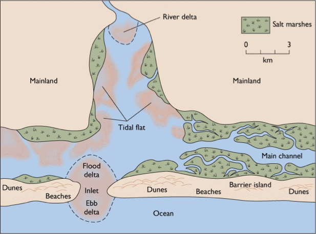 <p>Why is primary productivity high in estuaries</p>