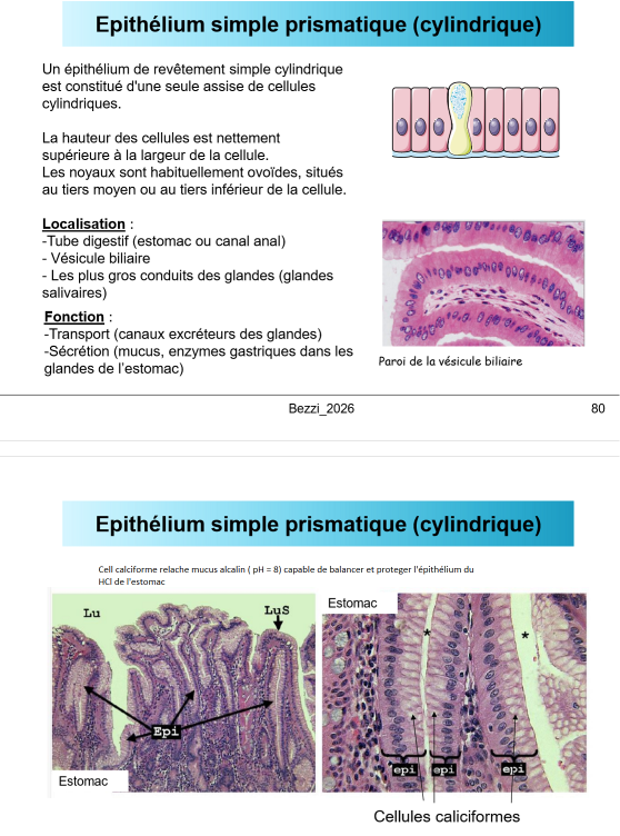 <p>épithelium simple prismatique cylindrique.</p><p>1 couche de cell cylindrique avec noyau allongé dans la partie basale, forme d’ovoîde.</p><p>on le voit surtout dans le tube digestif, avec comme exemple les parois de l’estomac ou les cellules caliciformes ( cellule glande prismatique) protège les parois avec leur sécrétions de mucus alcaline ( contre balance le HCl de l’estomac)</p>