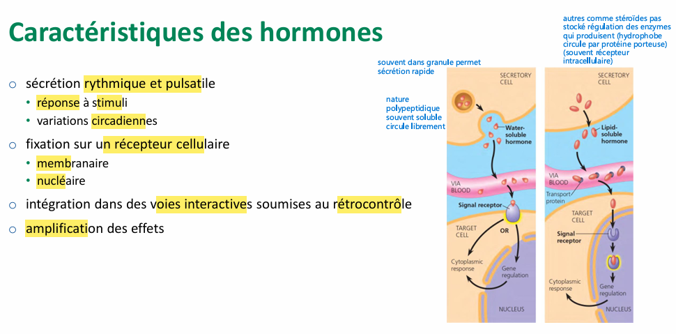 <p>• hormones stéroïdes • sécrétion continue • suit la synthèse</p><p>• hormones (poly)peptidiques • stockées dans des granules IC /  RH (RF) → fusion avec membrane →circulation</p><ul><li><p>hypothalamus - soumis au contrôle rythmique des alternances nycthémérales lumière/obscurité - pulsation circadienne des sécrétions</p></li><li><p>neurotransmetteurs - noradrénaline stimule / GABA inhibe</p></li></ul><p></p>
