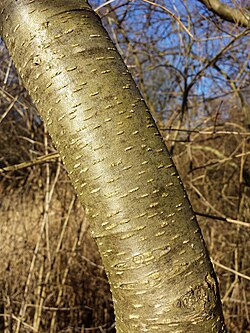 <p>grey/green lenticels when young but becomes regular when older/furrows</p>