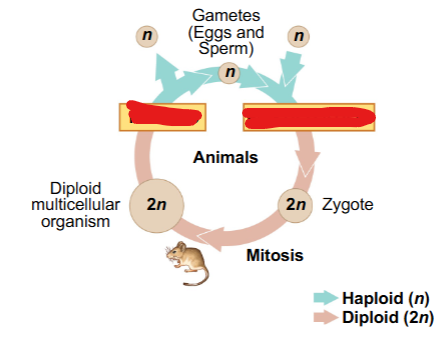 <p>generalized sexual life cycles</p>