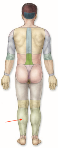<p>what is this section called?</p>