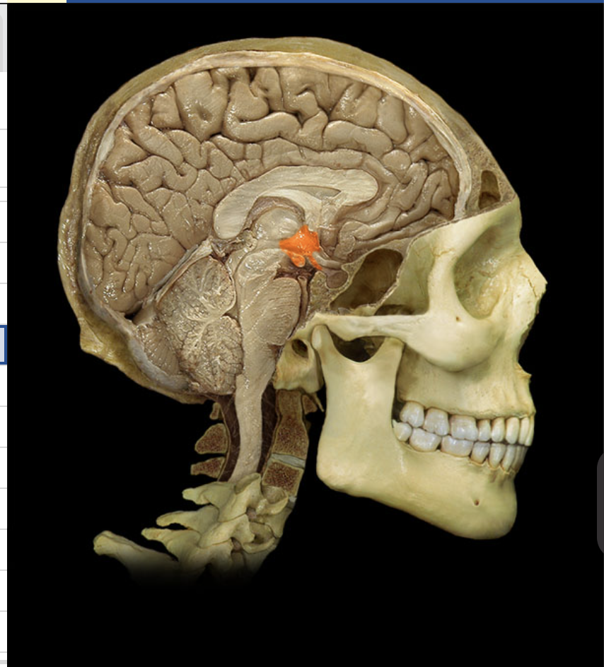 <p>What brain part is this?</p>