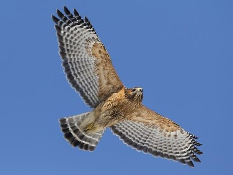 <p>orangey chest and shoulders. wings: orange/red bar, black and white checkerboard pattern. Perches on wires more. narrow wings and pushed forward, long tail. Length: 16-24 in, Wingspan: 37-43 in.</p>