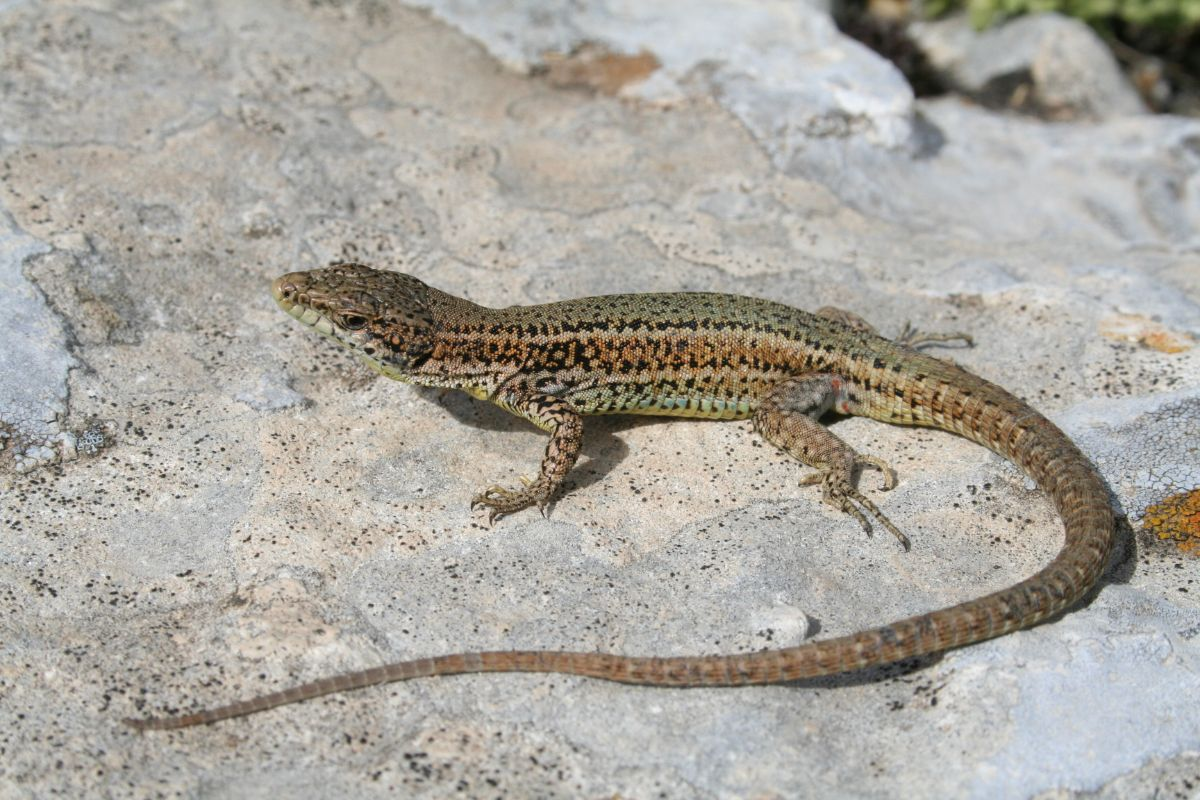 <p>Terrestre. En hábitats muy variados aunque ligada a substratos rocosos.</p><p>Insectívora.</p>
