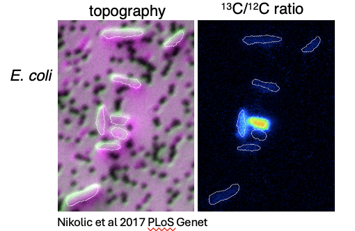 <p><span>By <strong>measuring incorporation of those stable isotope into biomass</strong> of microbial cells.</span></p>