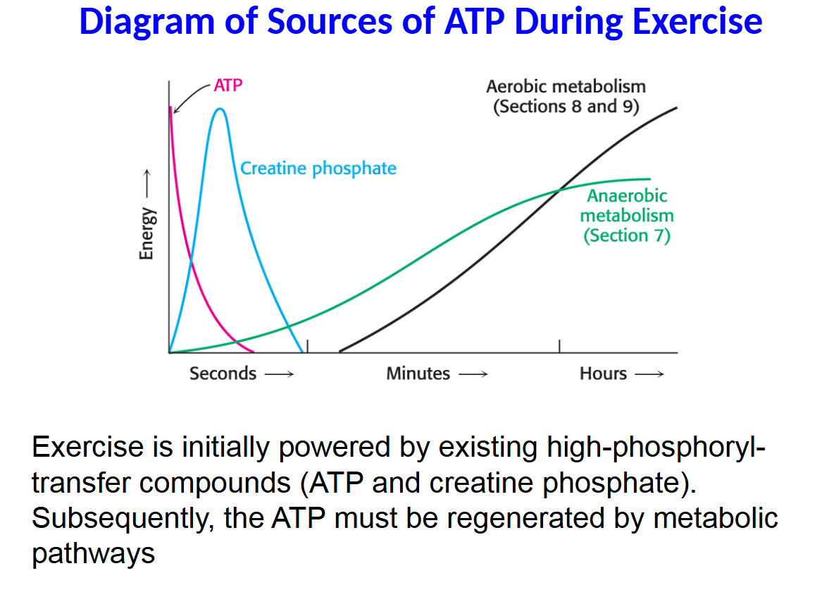 <p>Exercise is initially powered by existing high-phosphoryl- transfer compounds (ATP and creatine phosphate). Subsequently, the ATP must be regenerated by metabolic pathways</p>