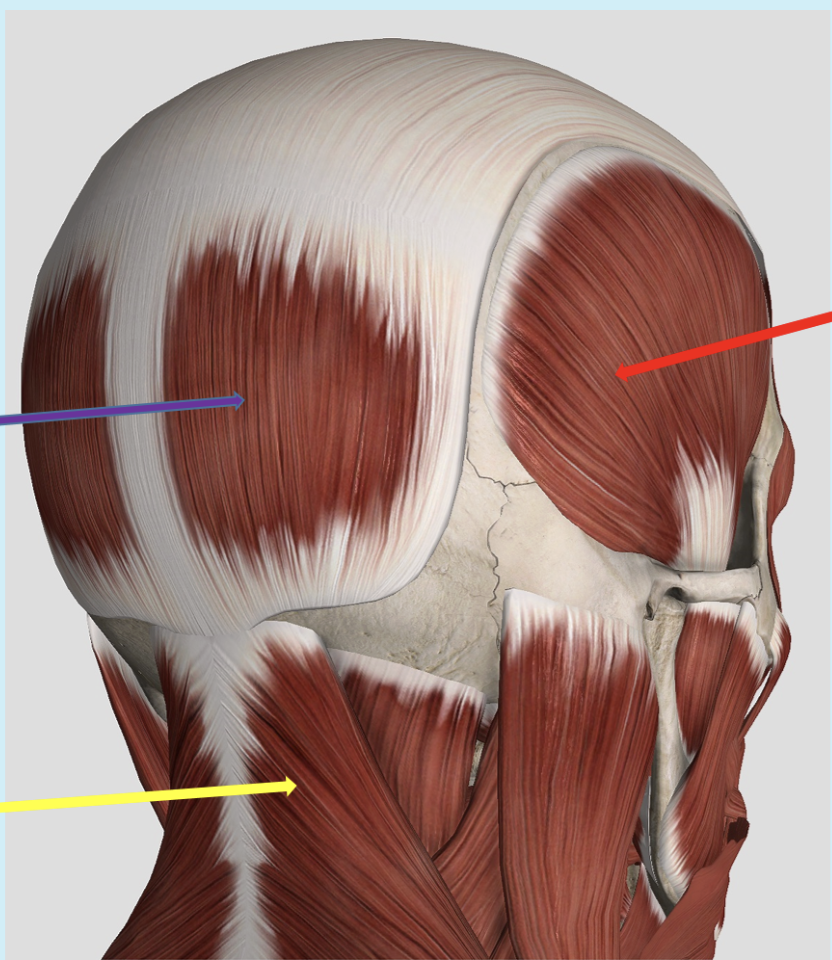 <p><span>Identify the muscle at the tip of the yellow arrow</span></p>